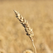 wheat, cereal grain, crop, cereal crop, nature, wheat spike, wheat ear, agriculture, plant, closeup