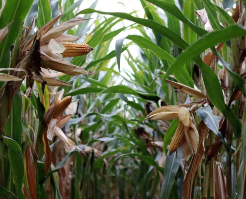 corn-on-the-cob-cornfield-agriculture-corn-harvest-forage-corn-corn-plants-corn-agricultural-economics-field-work-stockpack-pixabay.jpg corn on the cob, cornfield, agriculture, corn harvest, forage corn, corn plants, corn, agricultural economics, field work, corn, corn, corn, corn, corn