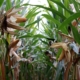 corn-on-the-cob-cornfield-agriculture-corn-harvest-forage-corn-corn-plants-corn-agricultural-economics-field-work-stockpack-pixabay.jpg corn on the cob, cornfield, agriculture, corn harvest, forage corn, corn plants, corn, agricultural economics, field work, corn, corn, corn, corn, corn