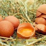 eggs-chicken-eggs-raw-eggs-eggshells-egg-yolk-protein-broken-nest-chicken-nest-poultry-stockpack-pixabay.jpg eggs, chicken eggs, raw eggs, eggshells, egg yolk, protein, broken, nest, chicken nest, poultry, eggs, eggs, eggs, eggs, eggs