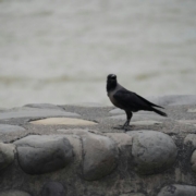 hooded-crow-standing-on-rock-by-riverbank-stockpack-pexels.jpg Hooded crow standing on rock by riverbank