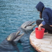 trainer with dolphin, two dolphins, trainer, ocean, nature, marine, dolphin, mammals