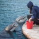 trainer-with-dolphin-two-dolphins-trainer-ocean-marine-dolphin-mammals-stockpack-pixabay.jpg trainer with dolphin, two dolphins, trainer, ocean, nature, marine, dolphin, mammals