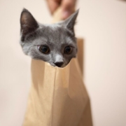 a-cat-in-a-bag-stockpack-unsplash.jpg A cat in a bag.