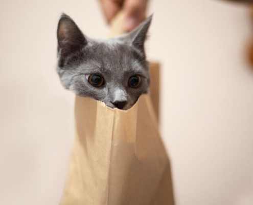 a-cat-in-a-bag-stockpack-unsplash.jpg A cat in a bag.