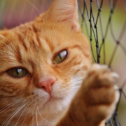 cat-red-cute-mackerel-tiger-cozy-animal-domestic-cat-fur-wildlife-domestic-animal-cat-face-young-cat-playful-red-mackerel-tabby-kitten-red-cat-cat-eyes-web-cat-net-stockpack-pixabay.jpg cat, nature, red, cute, mackerel, tiger, cozy, animal, domestic cat, fur, pet, wildlife, domestic animal, cat face, young cat, playful, red mackerel tabby, kitten, red cat, cat eyes, web, cat net