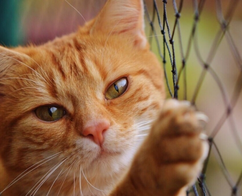 cat, nature, red, cute, mackerel, tiger, cozy, animal, domestic cat, fur, pet, wildlife, domestic animal, cat face, young cat, playful, red mackerel tabby, kitten, red cat, cat eyes, web, cat net