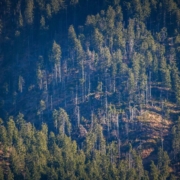 deforestation-forestry-forest-pine-trees-nature-harghita-transylvania-romania-stockpack-pixabay.jpg deforestation, forestry, forest, pine, trees, nature, harghita, transylvania, romania, deforestation, deforestation, deforestation, deforestation, deforestation