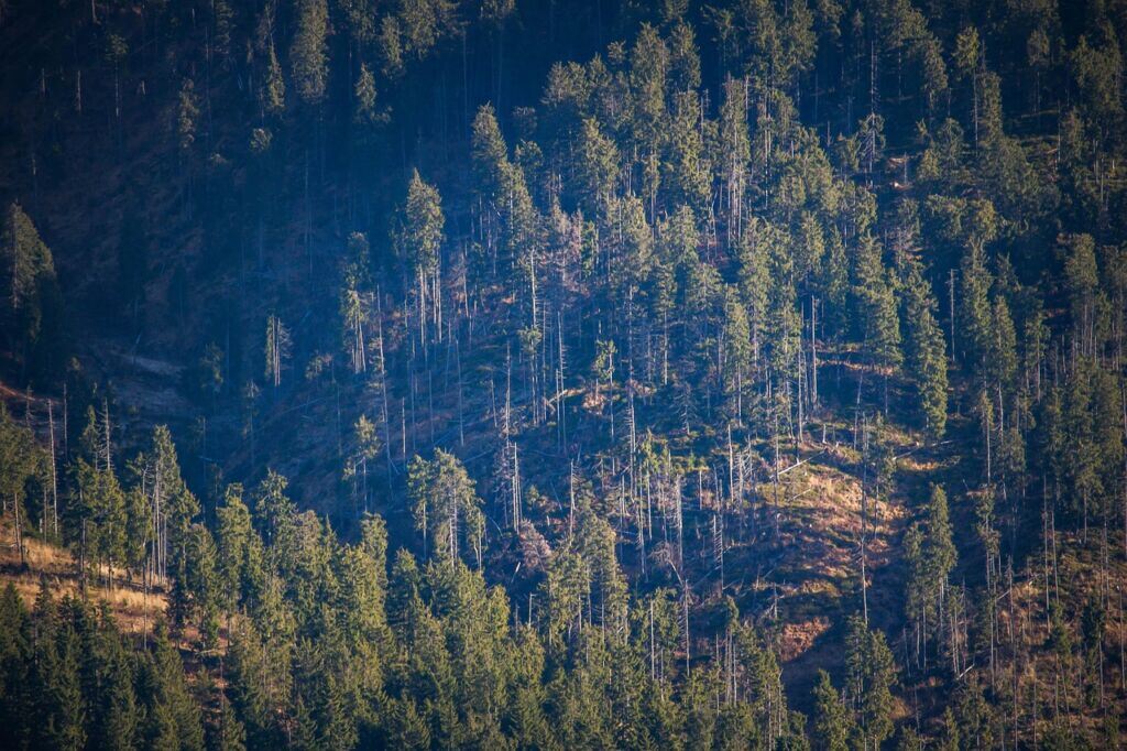 deforestation-forestry-forest-pine-trees-nature-harghita-transylvania-romania-stockpack-pixabay.jpg deforestation, forestry, forest, pine, trees, nature, harghita, transylvania, romania, deforestation, deforestation, deforestation, deforestation, deforestation