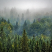 trees-forest-fog-foggy-haze-mist-misty-conifers-coniferous-conifer-forest-evergreen-pine-trees-fir-trees-woods-woodlands-landscape-nature-pine-forest-rural-landscape-stockpack-pixabay.jpg trees, forest, fog, foggy, haze, mist, misty, conifers, coniferous, conifer forest, evergreen, pine trees, fir trees, woods, woodlands, landscape, nature, pine forest, rural landscape, forest, forest, forest, forest, forest
