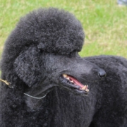 black-dog-poodle-animal-pet-domestic-groomed-stockpack-pixabay.jpg black dog, nature, poodle, animal, pet, domestic, groomed