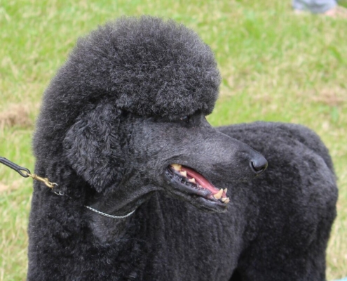 black-dog-poodle-animal-pet-domestic-groomed-stockpack-pixabay.jpg black dog, nature, poodle, animal, pet, domestic, groomed