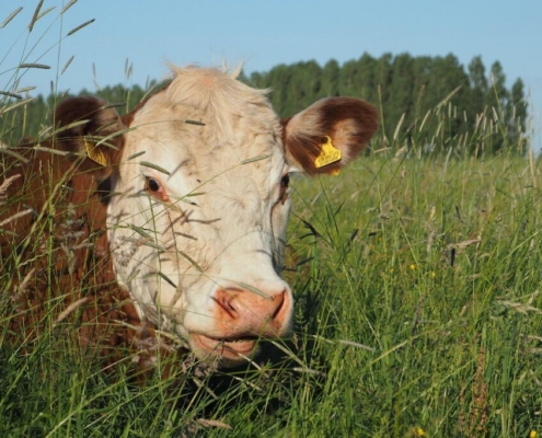 cow, meadow, nature, grass