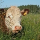 cow-meadow-grass-stockpack-pixabay.jpg cow, meadow, nature, grass