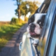 dog, pet, car window, drive, nature, road trip, car wallpapers, animal, bulldog, canine, car, window, portrait, mammal, dog portrait