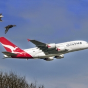 eagle-duck-qantas-airline-wild-wildlife-nature-animal-bird-flight-sky-flying-fly-air-airplane-plane-transportation-aircraft-transport-blue-plane-blue-airplane-stockpack-pixabay.jpg eagle, duck, qantas, airline, wild, wildlife, nature, animal, bird, flight, sky, flying, fly, air, airplane, plane, transportation, aircraft, transport, blue plane, blue airplane, qantas, qantas, qantas, qantas, qantas