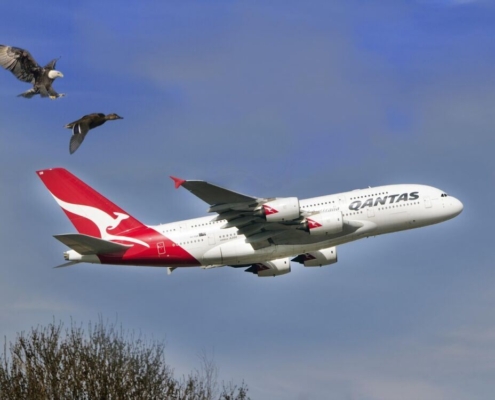 eagle, duck, qantas, airline, wild, wildlife, nature, animal, bird, flight, sky, flying, fly, air, airplane, plane, transportation, aircraft, transport, blue plane, blue airplane, qantas, qantas, qantas, qantas, qantas