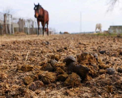 horse-poop-on-ground-stockpack-pexels.jpg Horse poop on ground