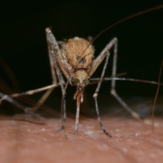 insects, mosquito, culex, pipiens, macro, mosquito, mosquito, mosquito, mosquito, mosquito