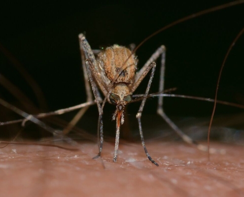 insects-mosquito-culex-pipiens-macro-stockpack-pixabay.jpg insects, mosquito, culex, pipiens, macro, mosquito, mosquito, mosquito, mosquito, mosquito