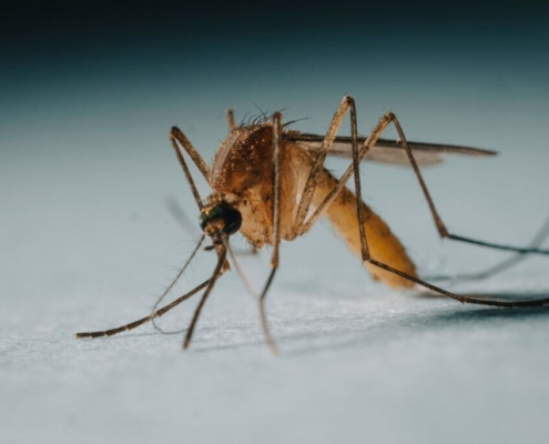 mosquito-3x-magnification-stockpack-unsplash.jpg Mosquito 3x magnification