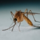 mosquito-3x-magnification-stockpack-unsplash.jpg Mosquito 3x magnification