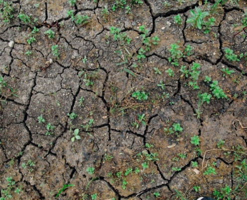 Photo of plants on cracked soil