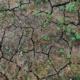 photo-of-plants-on-cracked-soil-stockpack-pexels.jpg Photo of plants on cracked soil