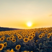 sunflowers, nature wallpaper, 4k wallpaper 1920x1080, yellow, 4k wallpaper, laptop wallpaper, wallpaper 4k, flowers, cool backgrounds, sunset, background, countryside, farmland, field, beautiful flowers, landscape, wallpaper hd, nature, flower background, free background, plants, rural, windows wallpaper, free wallpaper, full hd wallpaper, hd wallpaper, flower wallpaper, scenery, beautiful nature, desktop backgrounds, season, beautiful wallpaper, nature background, sky, summer, sunflower field, sunlight, sunrise, mac wallpaper, sky background, vibrant, wallpaper