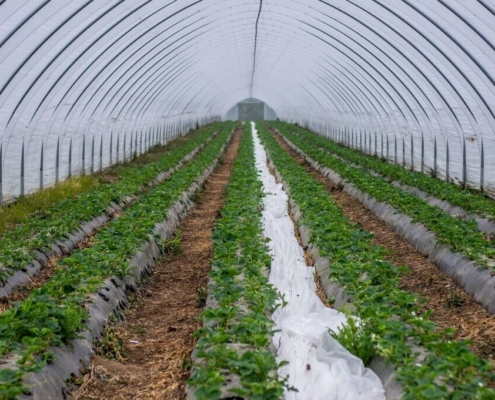 wall-tunnel-slide-tunnel-strawberries-strawberry-breeding-cultivation-protected-agriculture-strawberry-cultivation-forcing-fruit-growing-strawberry-culture-early-variety-profit-increase-drip-irrigatio-stockpack-pixabay.jpg wall tunnel, slide tunnel, strawberries, strawberry breeding, cultivation, protected, agriculture, nature, strawberry cultivation, forcing, fruit growing, strawberry culture, early variety, profit increase, drip irrigation, bloom, strawberry plants, forcing procedures, spring, strawberry blossoms