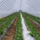 wall-tunnel-slide-tunnel-strawberries-strawberry-breeding-cultivation-protected-agriculture-strawberry-cultivation-forcing-fruit-growing-strawberry-culture-early-variety-profit-increase-drip-irrigatio-stockpack-pixabay.jpg wall tunnel, slide tunnel, strawberries, strawberry breeding, cultivation, protected, agriculture, nature, strawberry cultivation, forcing, fruit growing, strawberry culture, early variety, profit increase, drip irrigation, bloom, strawberry plants, forcing procedures, spring, strawberry blossoms