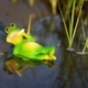 frog-water-lazy-green-cigarette-stockpack-pixabay.jpg frog, water, nature, lazy, green, cigarette