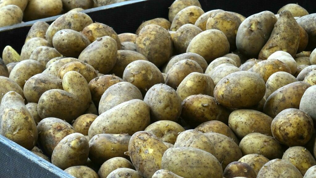 potatoes-vegetables-market-stall-food-produce-organic-heap-market-closeup-stockpack-pixabay.jpg potatoes, vegetables, market stall, food, produce, organic, heap, market, closeup