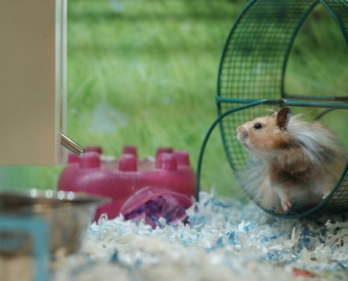 a-hamster-in-a-cage-stockpack-unsplash.jpg