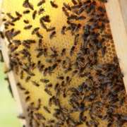 bees, honeycomb, honey, beekeeper, beekeeping, beekeepers, honey production