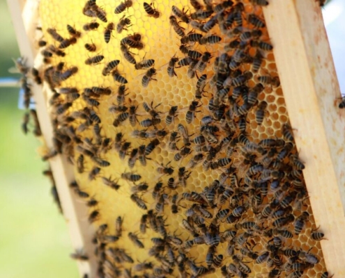 bees, honeycomb, honey, beekeeper, beekeeping, beekeepers, honey production