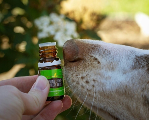 border-collie-smelling-aroma-oil-stockpack-unsplash.jpg Border collie smelling aroma oil