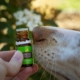 border-collie-smelling-aroma-oil-stockpack-unsplash.jpg Border collie smelling aroma oil