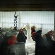 farm, livestock, hens, poultry, goose, poultry farming, sheep, natural, domestic, chicken, hen, food, farm field, bird, cattle, chick, chicken farm, farming, nature, rooster