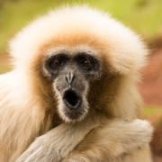 monkey, zoo, funny, cute, animal, primate, fur, ape, nature, wild, mammal, wildlife, brown funny, monkey, monkey, monkey, monkey, monkey, funny, funny, ape, ape
