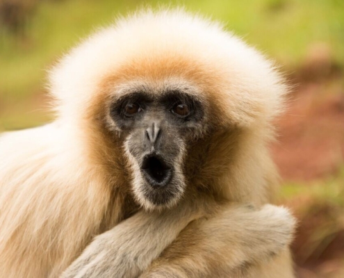 monkey-zoo-funny-cute-animal-primate-fur-ape-nature-wild-mammal-wildlife-brown-funny-stockpack-pixabay.jpg monkey, zoo, funny, cute, animal, primate, fur, ape, nature, wild, mammal, wildlife, brown funny, monkey, monkey, monkey, monkey, monkey, funny, funny, ape, ape