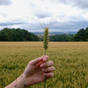 barley-stockpack-unsplash.jpg Barley