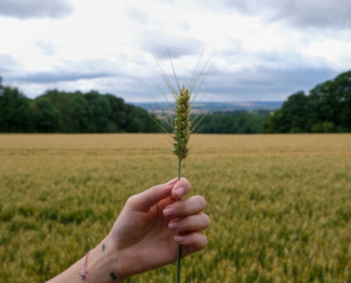 barley-stockpack-unsplash.jpg Barley