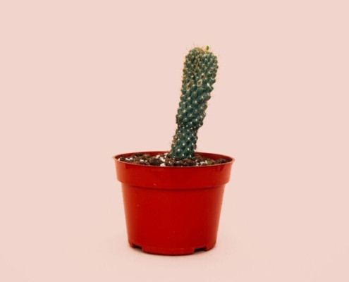 cactus-stockpack-unsplash.jpg Cactus
