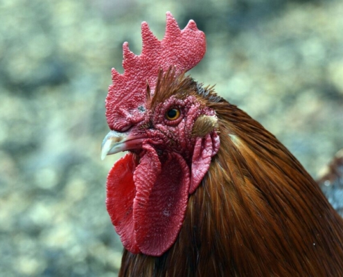 chicken-bird-animal-rooster-poultry-farm-feathers-plumage-wildlife-nature-stockpack-pixabay.jpg chicken, bird, animal, rooster, poultry, farm, feathers, plumage, wildlife, nature