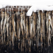 pollack-dry-winter-clipfish-preservation-pollock-leng-norway-food-fish-delicious-empress-snow-stockpack-pixabay.jpg pollack, dry, winter, clipfish, preservation, pollock, leng, norway, food, fish, delicious, empress, snow, pollack, pollack, pollack, pollack, pollack, pollock