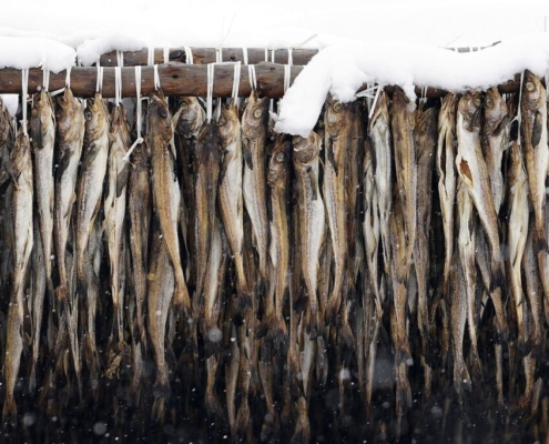 pollack, dry, winter, clipfish, preservation, pollock, leng, norway, food, fish, delicious, empress, snow, pollack, pollack, pollack, pollack, pollack, pollock