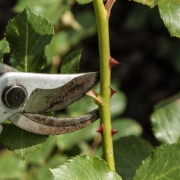 rosebushes-shears-cut-to-cut-gardener-stockpack-pixabay.jpg rosebushes, shears, cut, to cut, gardener, shears, shears, shears, shears, shears, gardener, gardener, gardener