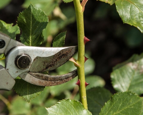 rosebushes-shears-cut-to-cut-gardener-stockpack-pixabay.jpg rosebushes, shears, cut, to cut, gardener, shears, shears, shears, shears, shears, gardener, gardener, gardener