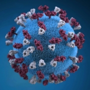 This illustration provided a 3D graphic representation of a spherical-shaped, measles virus particle, that was studded with glycoprotein tubercles. Those tubercular studs colorized maroon, are known as H-proteins (hemagglutinin), while those colorized gray, represented what are referred to as F-proteins (fusion). The F-protein is responsible for fusion of the virus and host cell membranes, viral penetration, and hemolysis. The H-protein is responsible for the binding of virions to cells. Both types of proteinaceous studs are embedded in the particle envelope’s lipid bilayer.